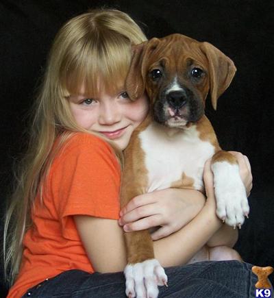 Boxer Puppies for Sale